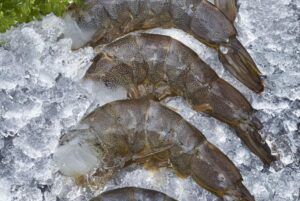 Shrimp Raw EZ Peel Vannamei
